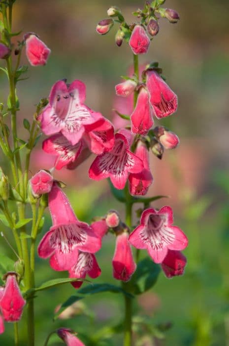 penstemon 'Pensham Tiger Belle Coral'