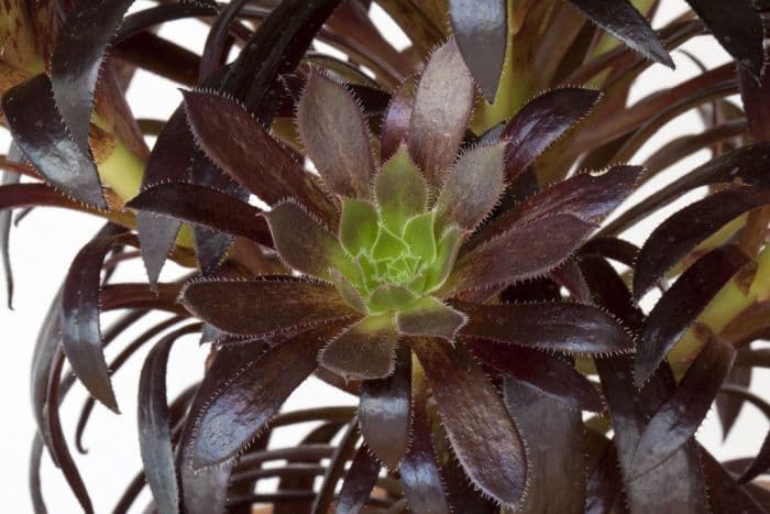 aeonium 'Logan Rock'