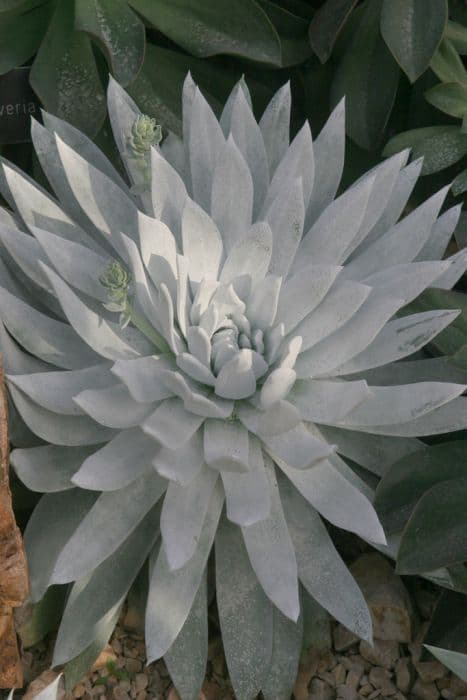 Britton's dudleya