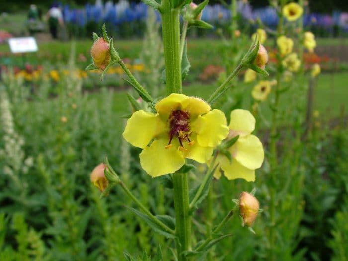 moth mullein