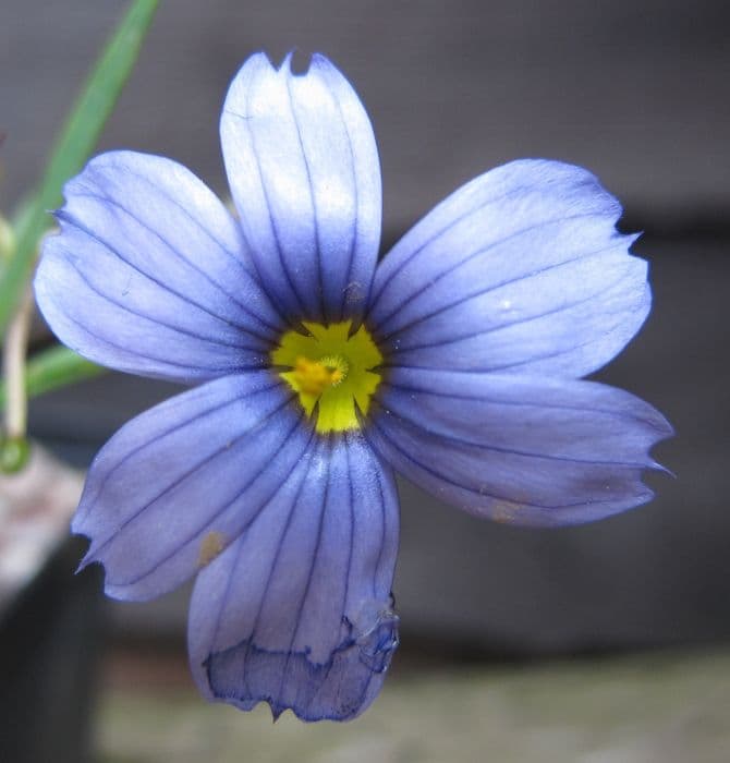 blue-eyed grass 'Californian Skies'