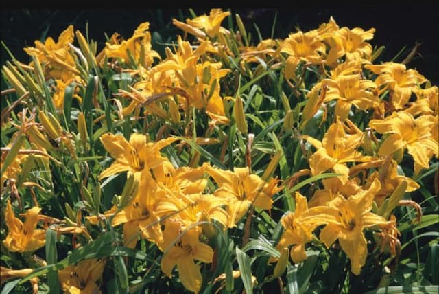 Daylily 'Burning Daylight'