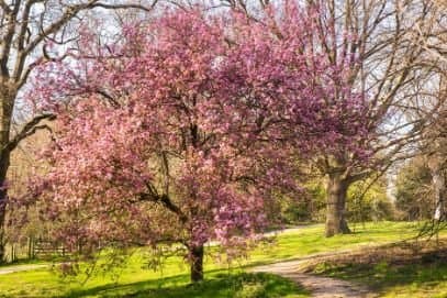 Malus 'Almey'