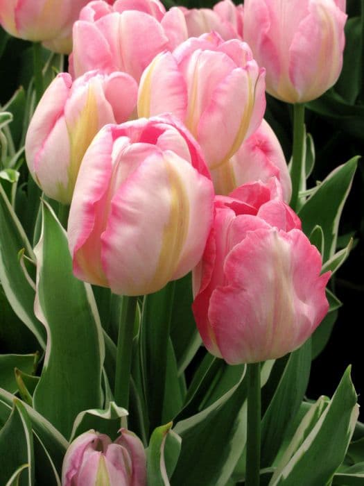 tulip 'New Design'