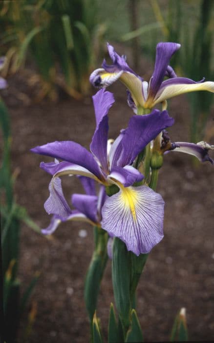 iris 'Protégé'