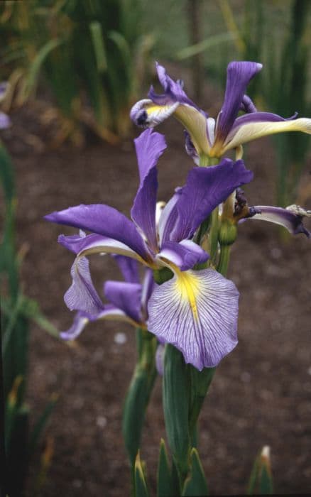 Iris 'Protégé'