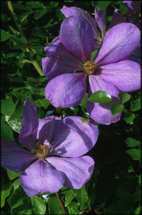 clematis 'Mrs Cholmondeley'