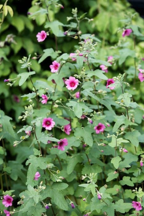 African mallow 'El Rayo'