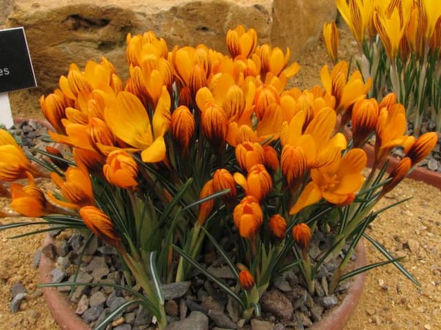 Crocus 'Zwanenburg'