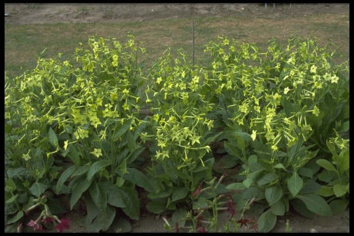 tobacco plant 'Lime Green'