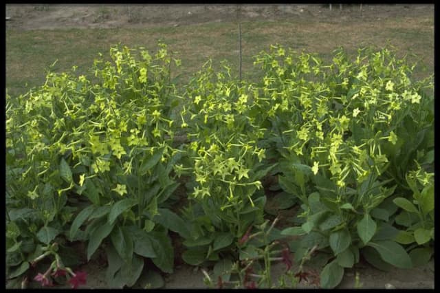 Tobacco plant 'Lime Green'