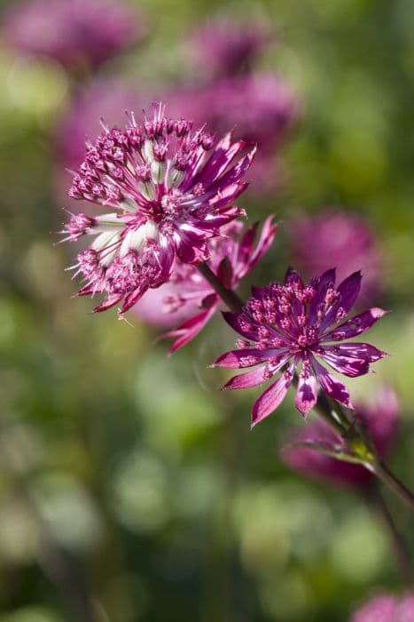 astrantia 'Hadspen Blood'