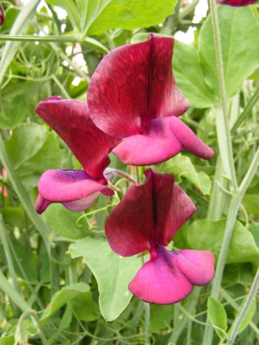 sweet pea 'Monty Don'