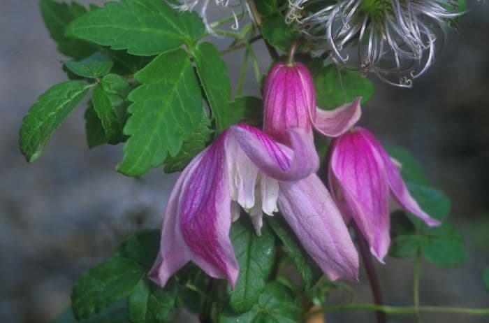 clematis 'Jacqueline du Pré'