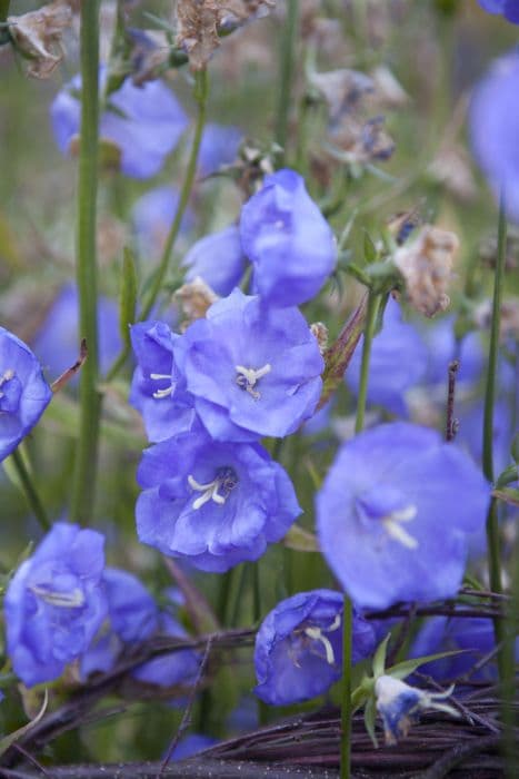 bellflower 'Azure Beauty'