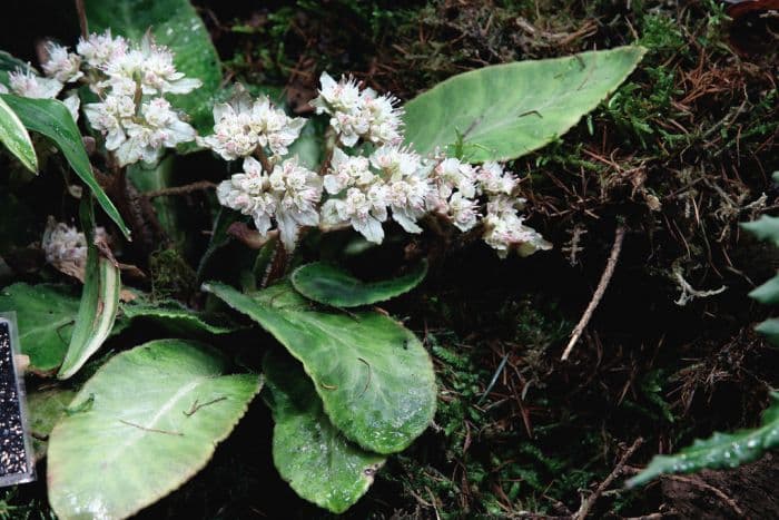 giant golden saxifrage