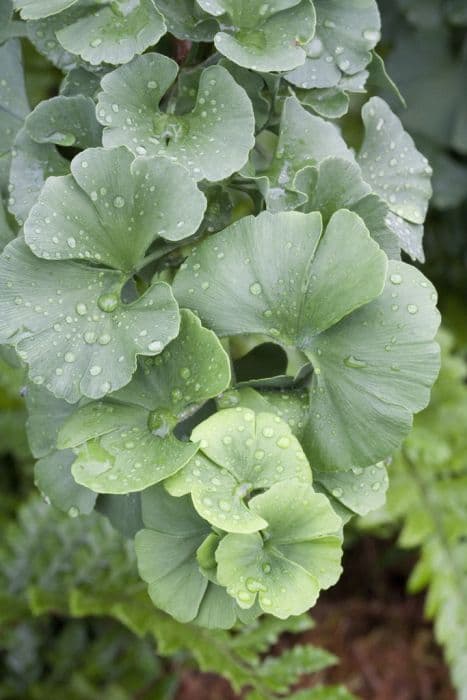 maidenhair tree 'Troll'