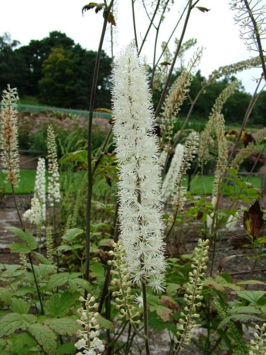 baneberry 'Prichard's Giant'