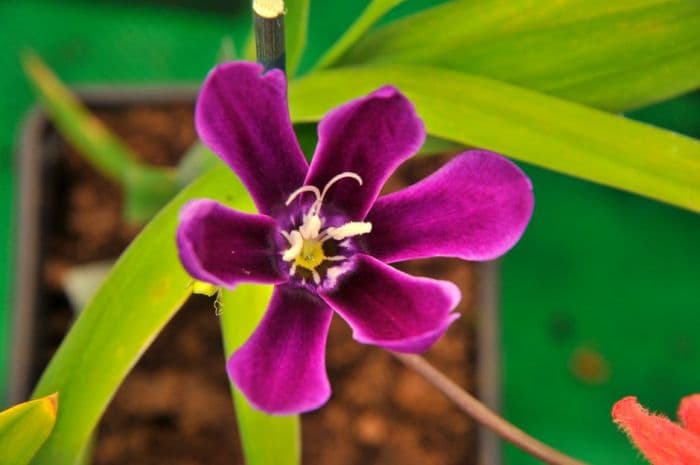 large-flowered harlequin flower