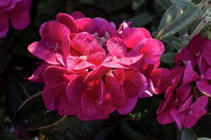 hydrangea 'Merveille Sanguine'