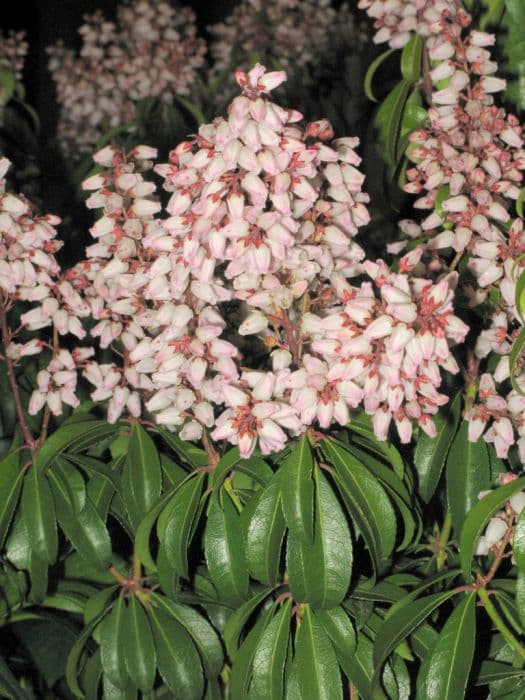 pieris 'Bonfire'