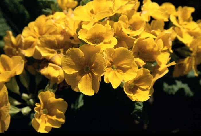 polyanthus 'Crescendo Golden'