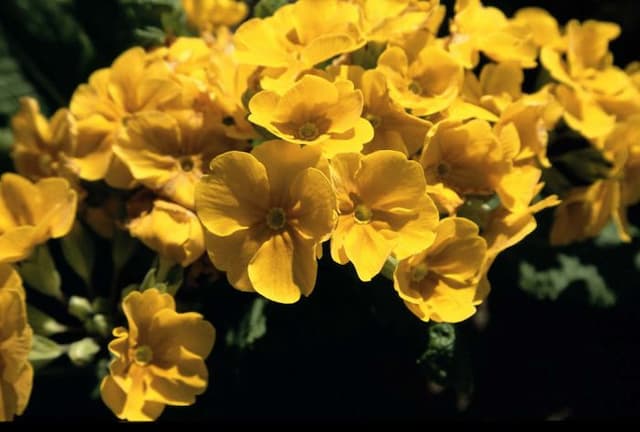 Polyanthus 'Crescendo Golden'