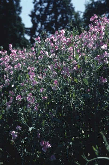 sweet pea 'Sicilian Pink'