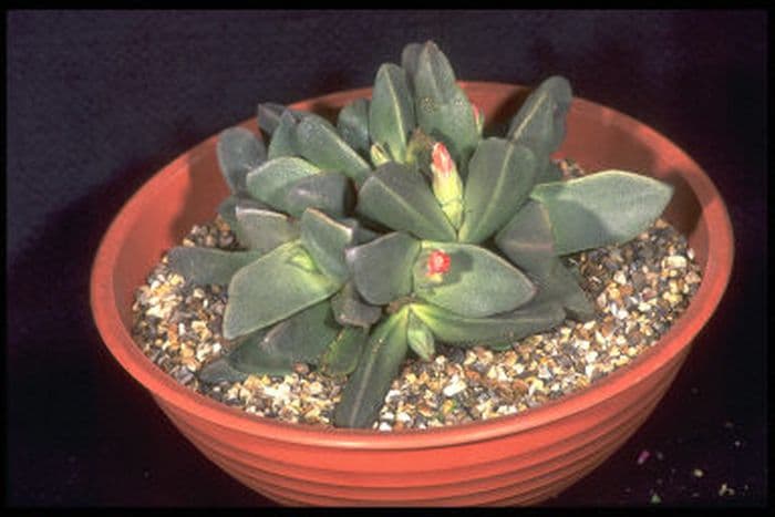 mimicry plant