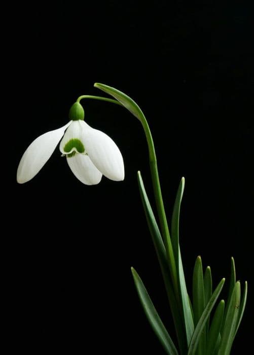 snowdrop 'Dodo Norton'