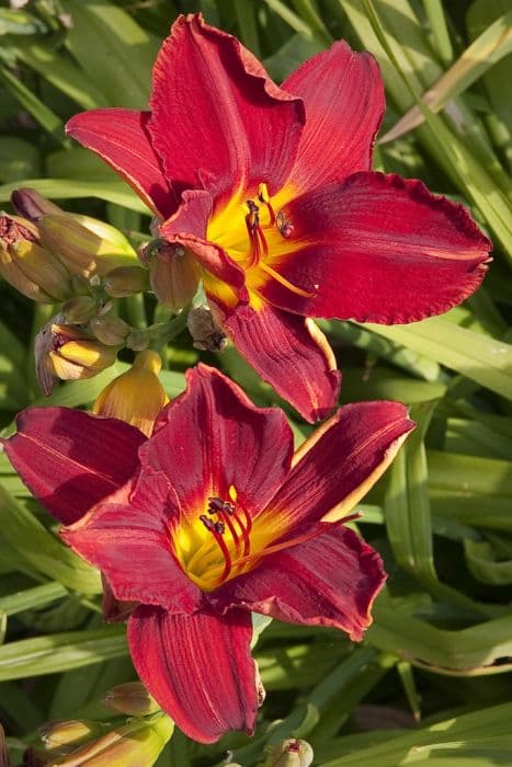 daylily 'Anzac'