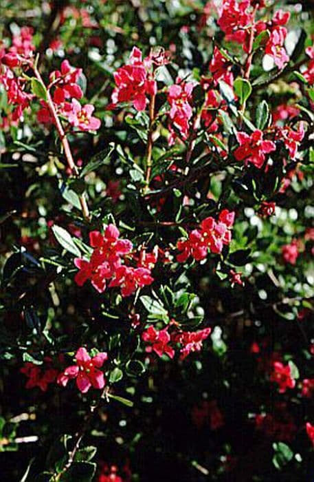 escallonia 'Langleyensis'