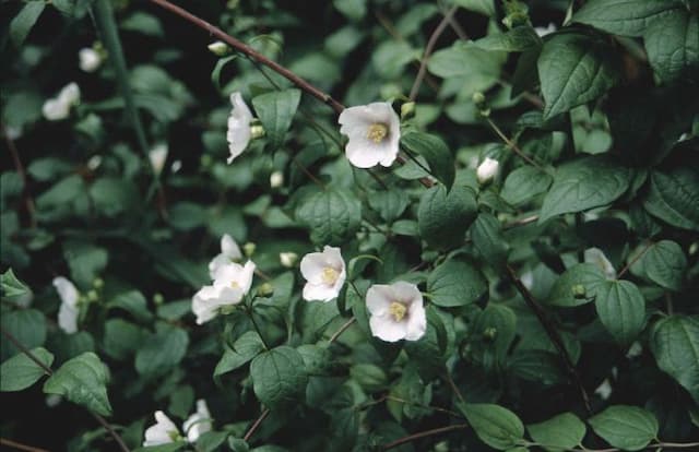 Mock orange 'Sybille'