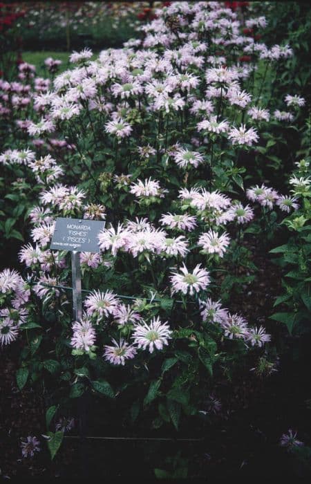 bergamot 'Fishes'