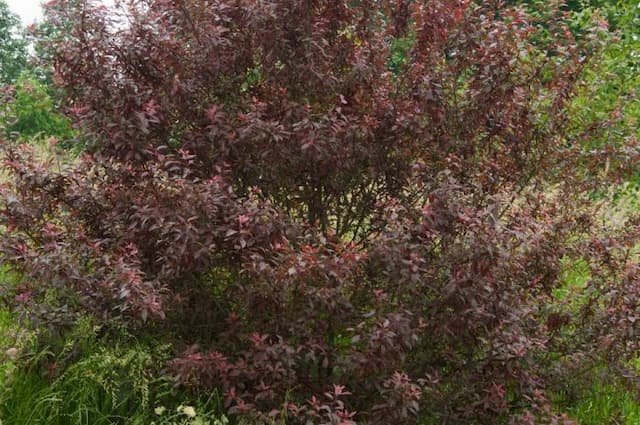 Blackthorn 'Purpurea'