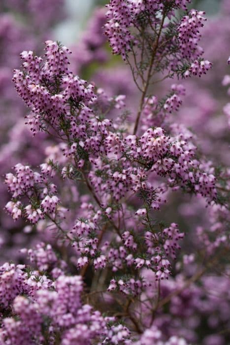 Irish heath 'Superba'