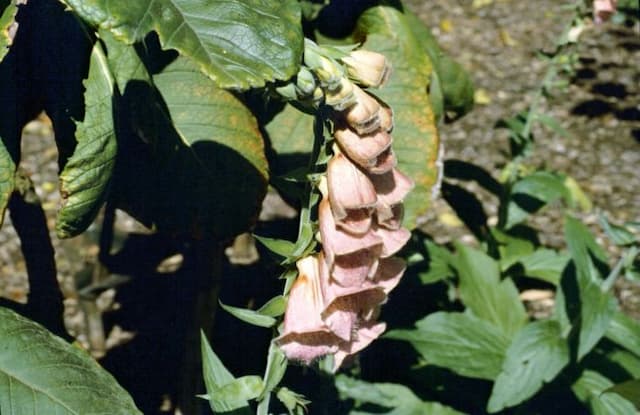 Strawberry foxglove