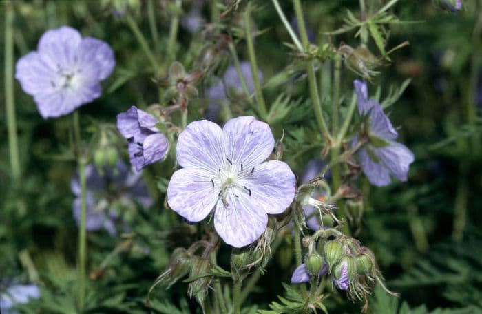 meadow cranesbill 'Mrs Kendall Clark'