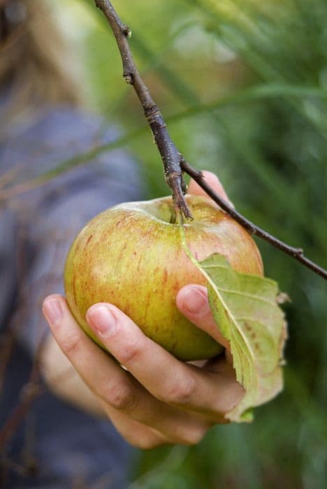 Apple 'Annie Elizabeth'