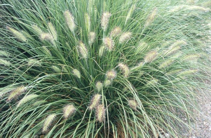 oriental fountain grass