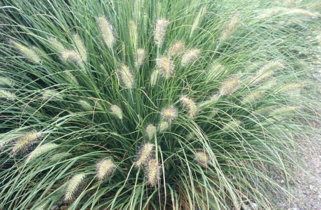 Oriental fountain grass