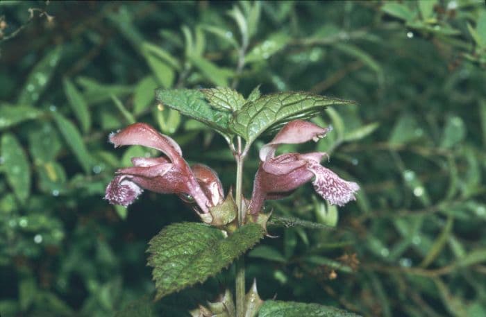 balm-leaved red deadnettle