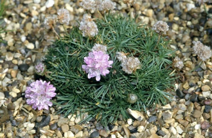 juniper-leaved thrift