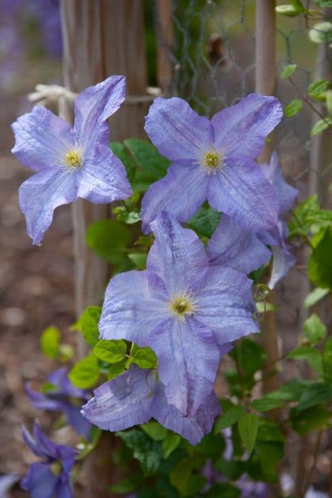 clematis 'Dominika'