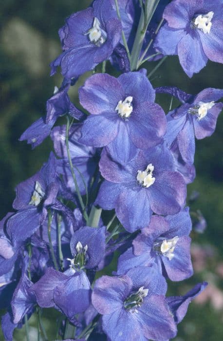 delphinium King Arthur Group