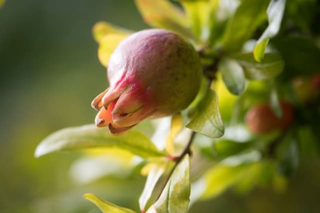 Dwarf pomegranate