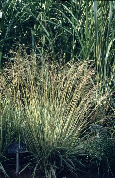 Variegated purple moor-grass
