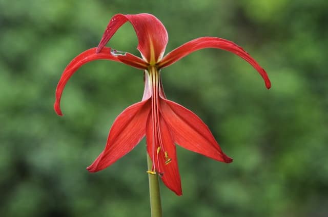 Aztec lily