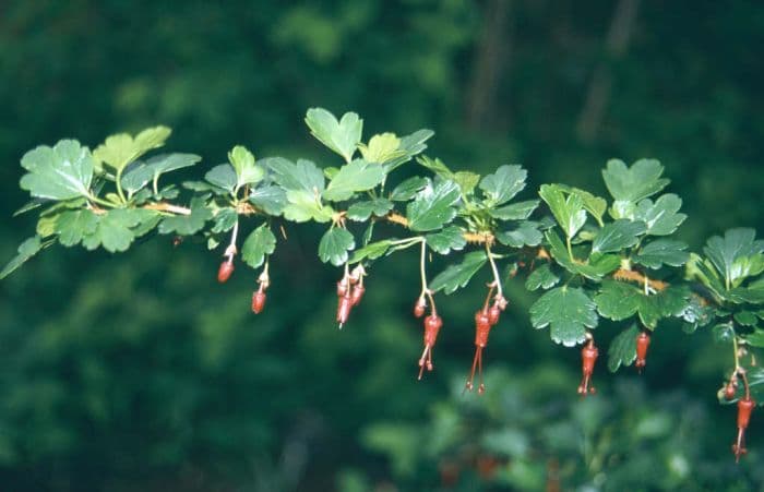 fuchsia-flowered gooseberry