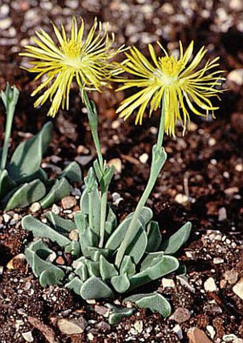 diamond-leaved rhombophyllum